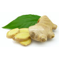 2016 Best-Selling Fresh Ginger